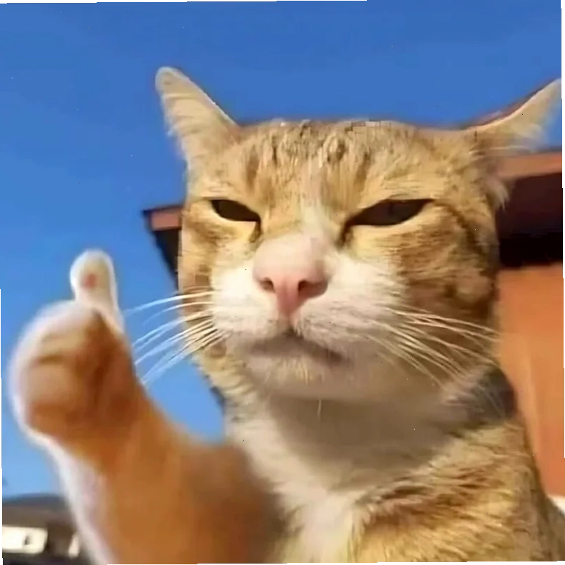 Mèo đang suy tư ảnh con mèo meme hài