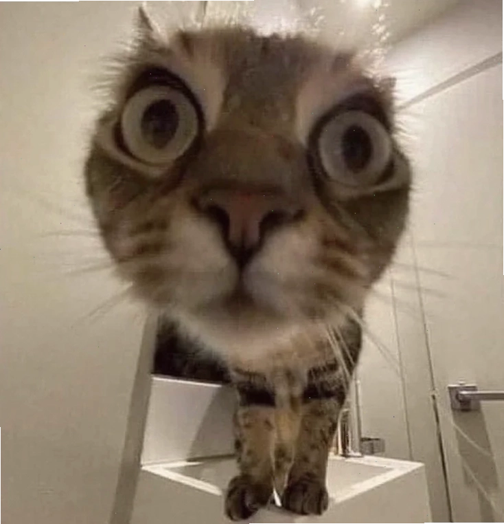 Mèo cười toe toét ảnh con mèo meme hài hước