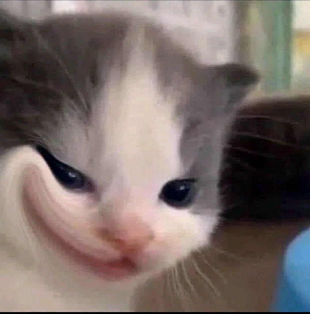 Mèo ngủ gật ảnh con mèo meme ngủ
