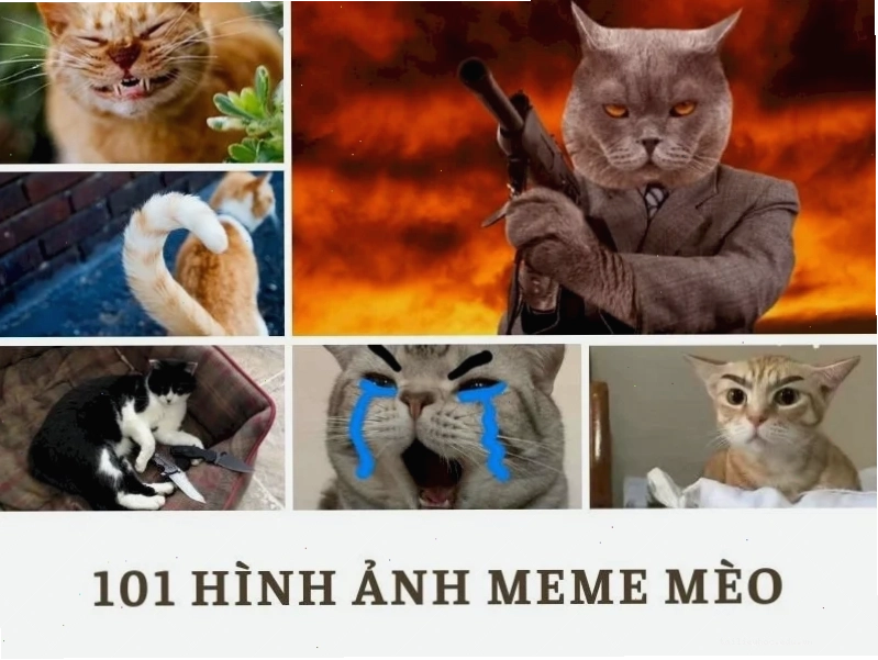 Mèo ngủ ngon ảnh con mèo meme ngủ