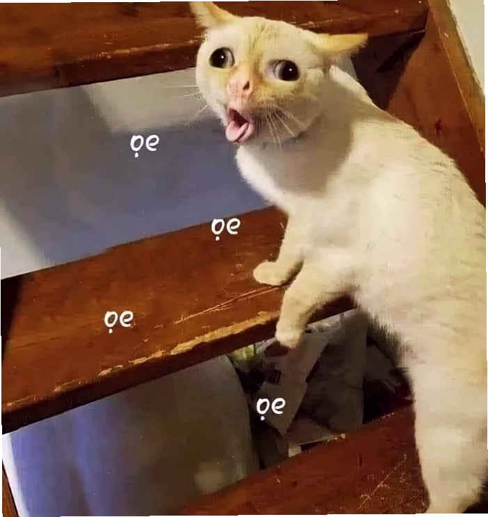 Mèo ngủ trên ghế ảnh con mèo meme ngủ