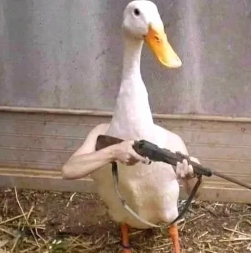 ảnh con vịt meme bất ngờ