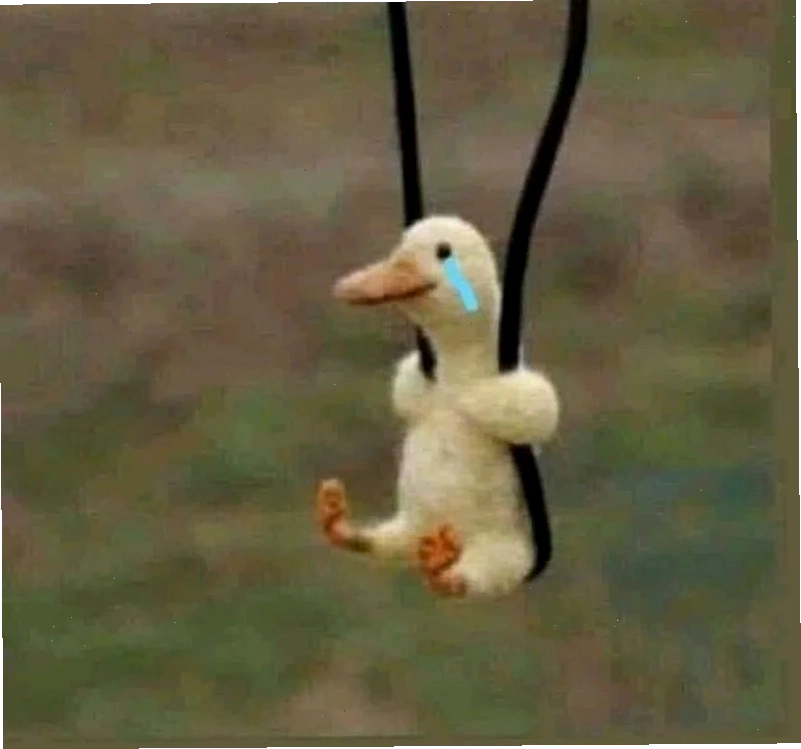 ảnh con vịt meme chào
