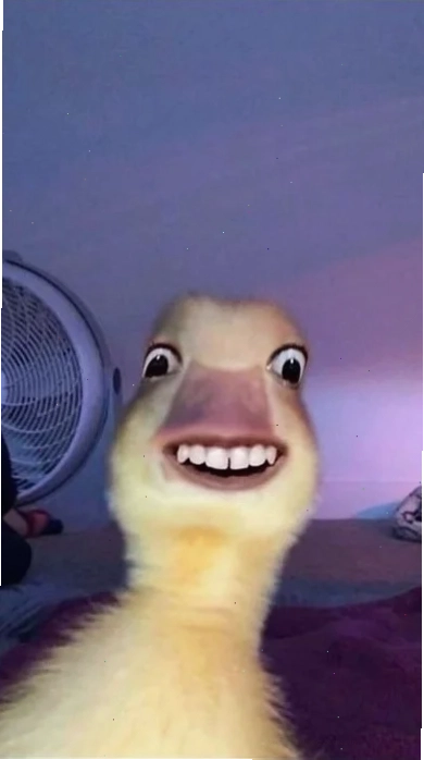 ảnh con vịt meme đi dạo