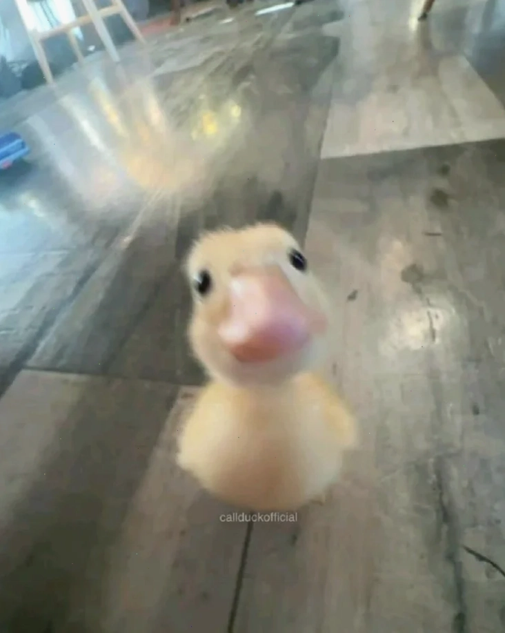 ảnh con vịt meme đi ngủ
