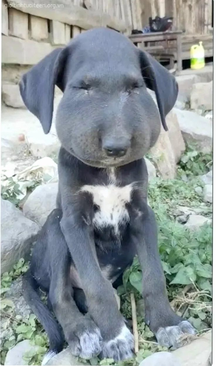 chó bị ong đốt má phồng ảnh meme chó bị ong đốt cực hài