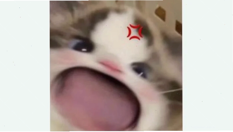 meme vui ảnh meme có chữ hài hước