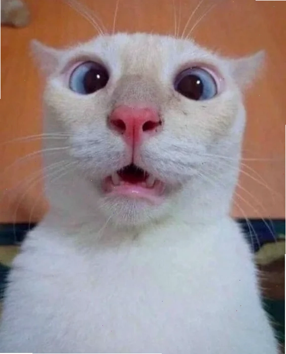 Mèo bất ngờ làm việc ảnh meme con mèo ngạc nhiên trên bàn làm việc