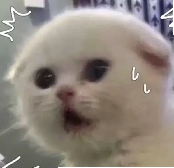 Mèo ngơ ngác Ảnh meme con mèo sợ hãi với gương mặt ngơ ngác