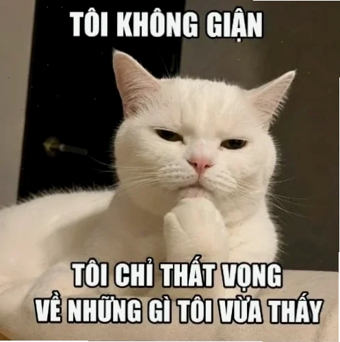 Mèo chán nản ảnh meme con mèo suy nghĩ