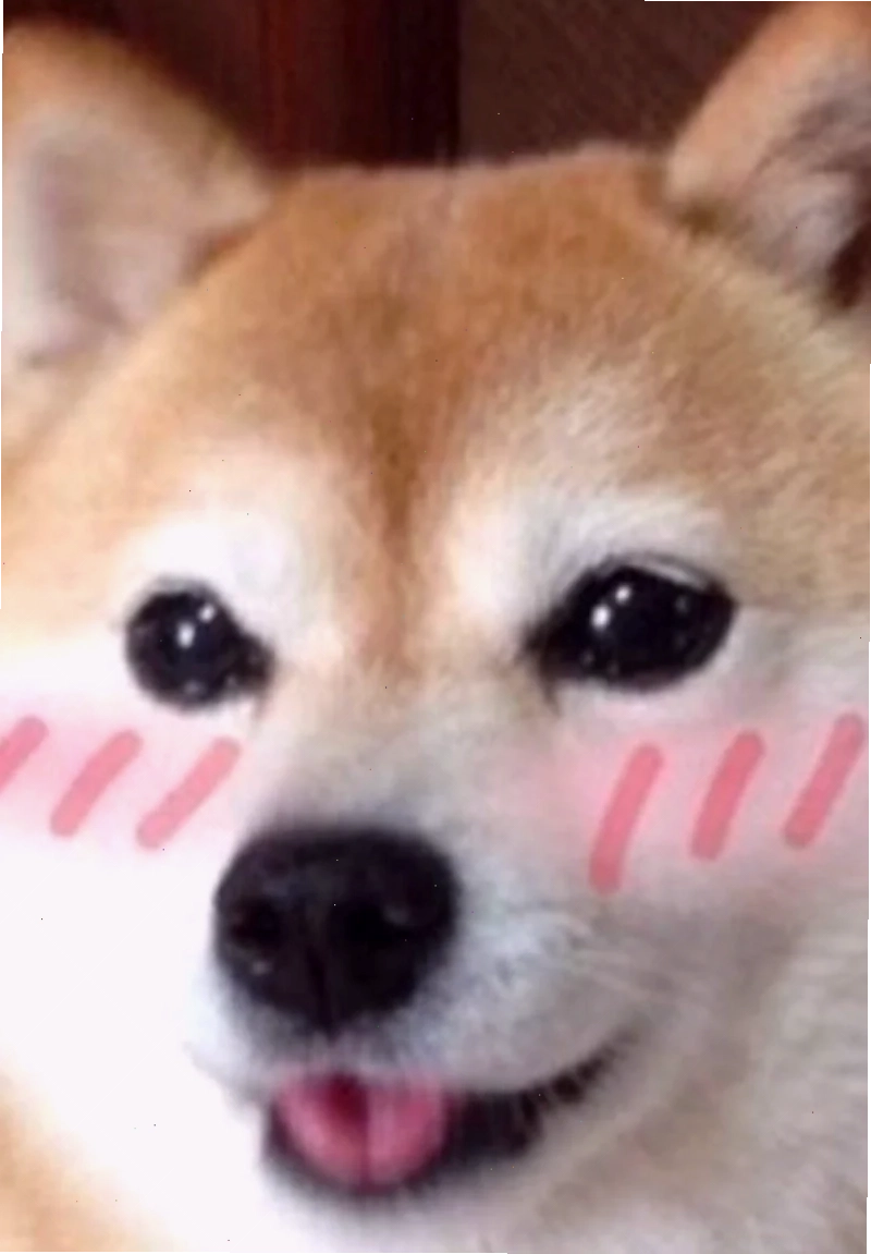 ảnh meme cute mèo ảnh meme cute mèo cười bể bụng