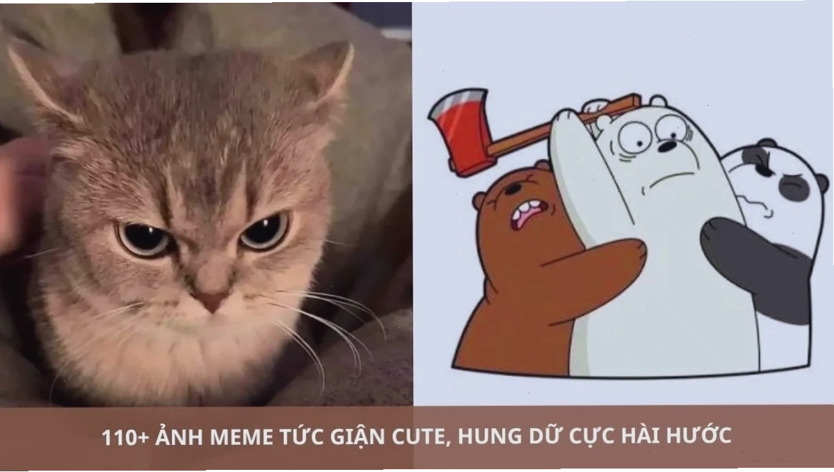 ảnh meme cute mèo ảnh meme cute mèo đang ngủ
