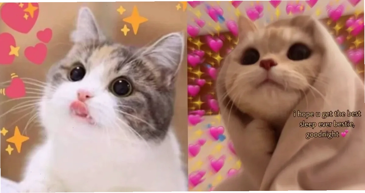 ảnh meme cute mèo ảnh meme cute mèo nằm bá đạo