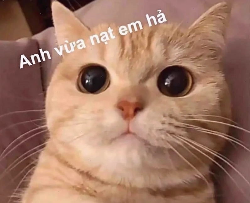 ảnh meme cute vô tri ảnh meme cute vô tri khó đỡ