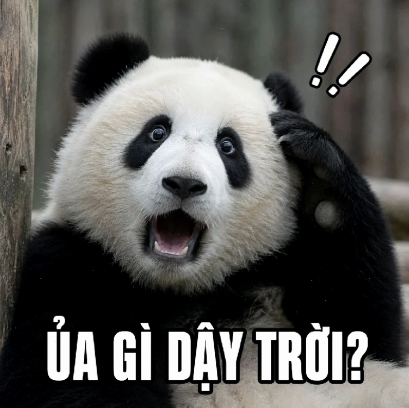 Gấu trúc tát Ảnh meme gấu trúc đang tát người khác