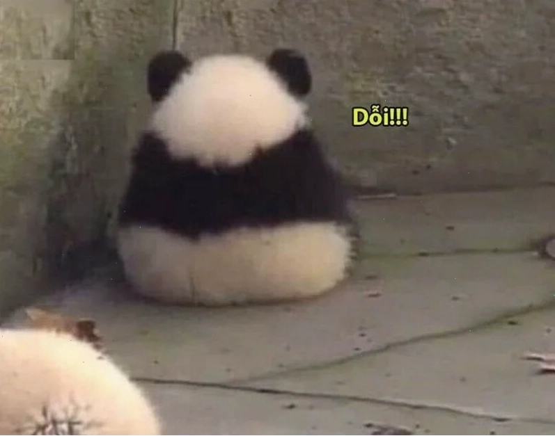 Gấu trúc cầm bia Ảnh meme gấu trúc hài hước đang cầm chai bia