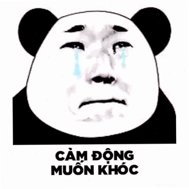 Gấu trúc ngạc nhiên Ảnh meme gấu trúc với gương mặt ngạc nhiên