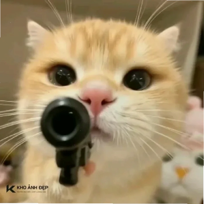 ảnh meme mèo cute ăn vụng ảnh meme mèo cute ăn vụng