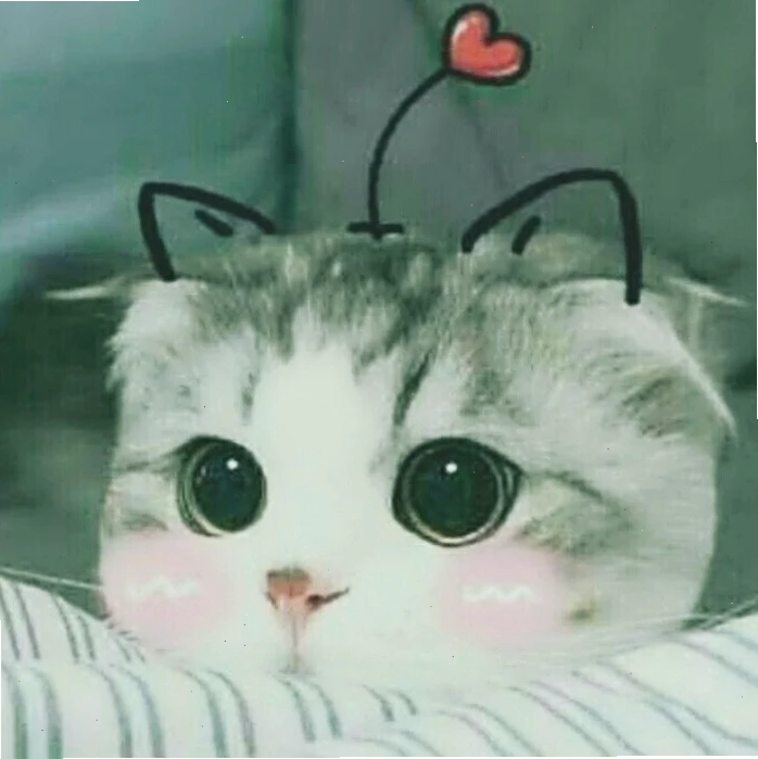 ảnh meme mèo cute ướt ảnh meme mèo cute bị ướt