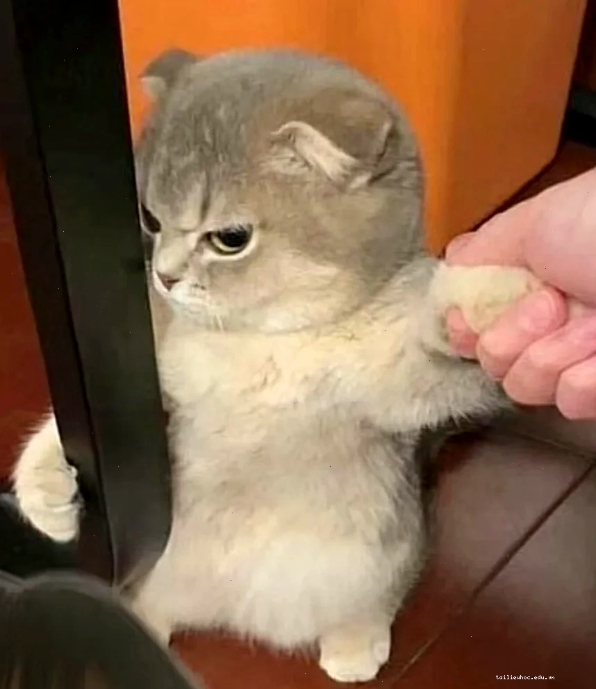 ảnh meme mèo cute cười lớn ảnh meme mèo cute cười lớn