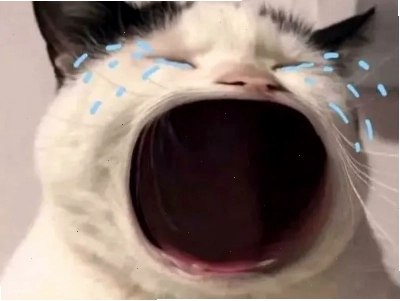 ảnh meme mèo cute chạy ảnh meme mèo cute đang chạy