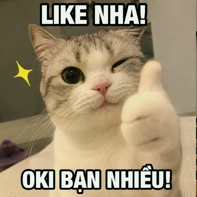 ảnh meme mèo cute chơi đùa ảnh meme mèo cute đang chơi đùa