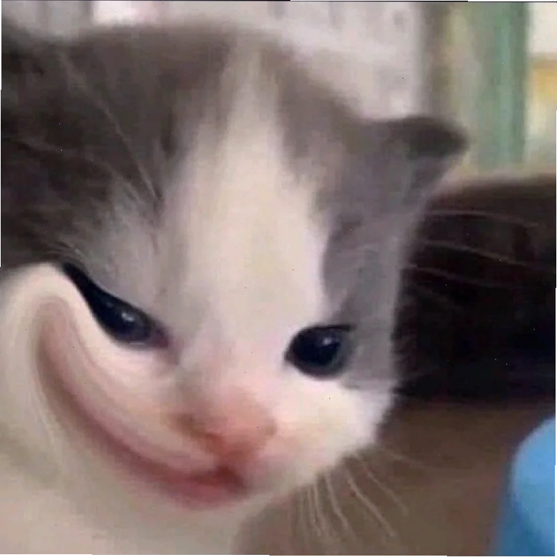 ảnh meme mèo cute game ảnh meme mèo cute đang chơi game