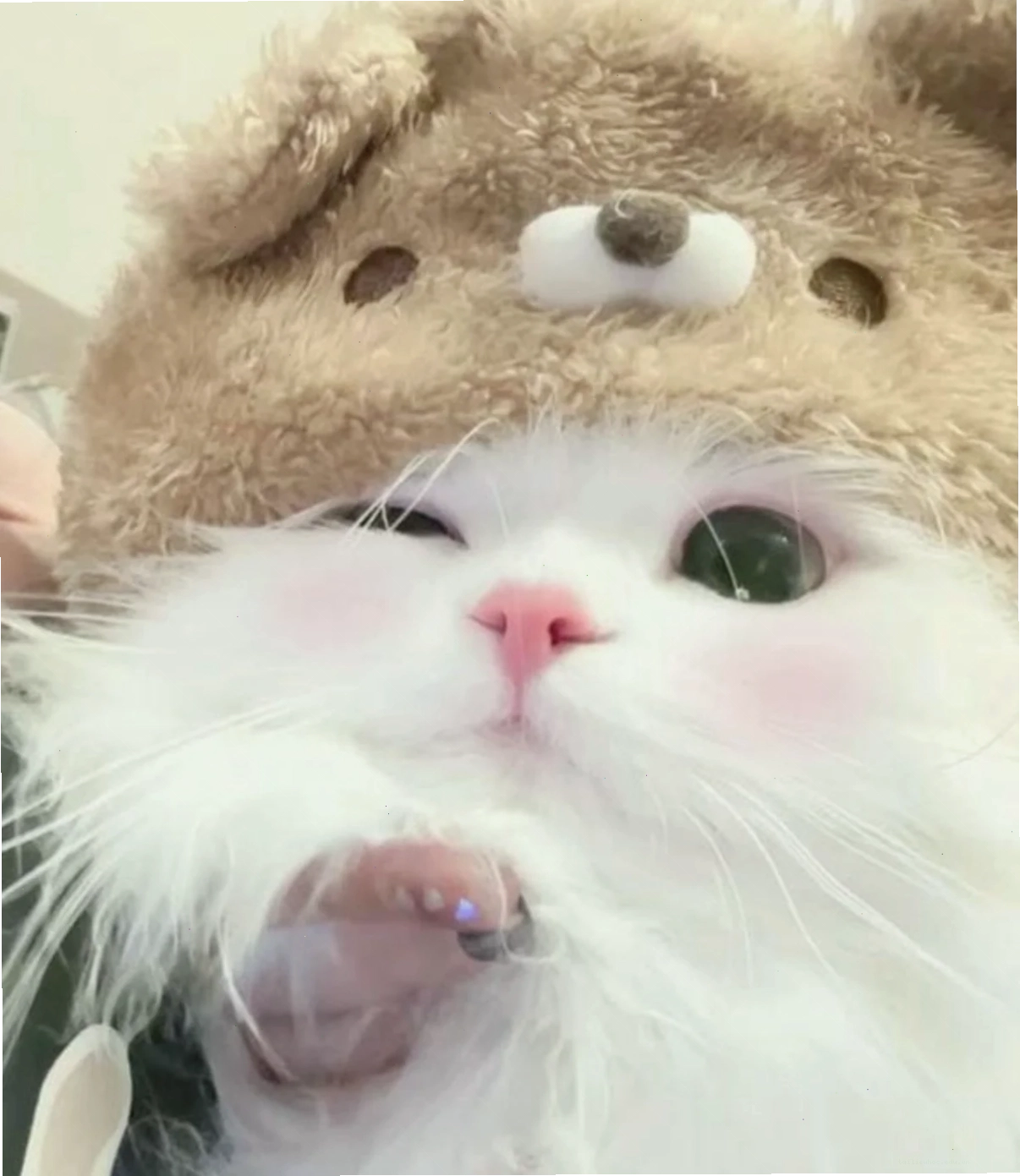 ảnh meme mèo cute đọc sách ảnh meme mèo cute đang đọc sách