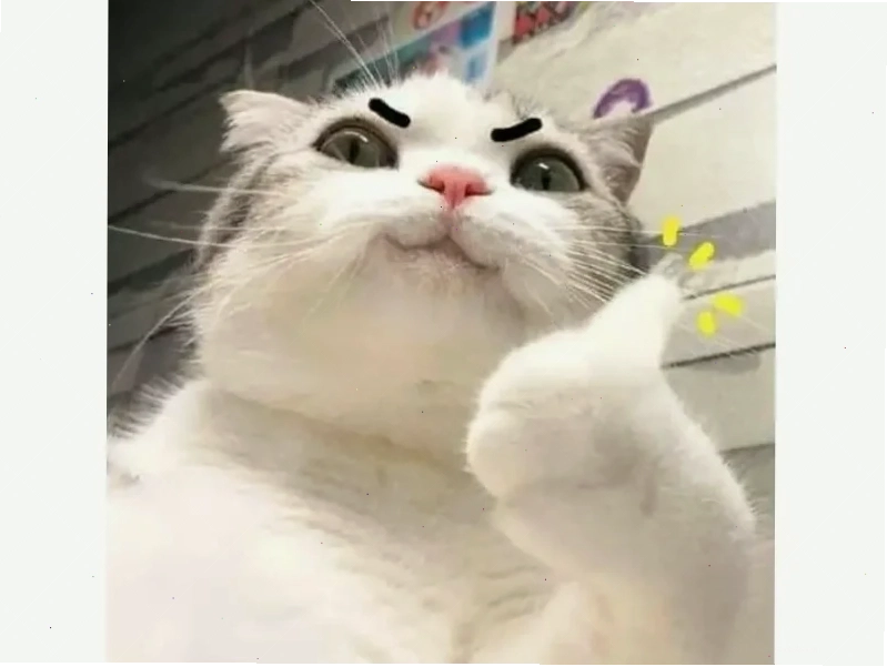 ảnh meme mèo cute ngủ ảnh meme mèo cute đang ngủ