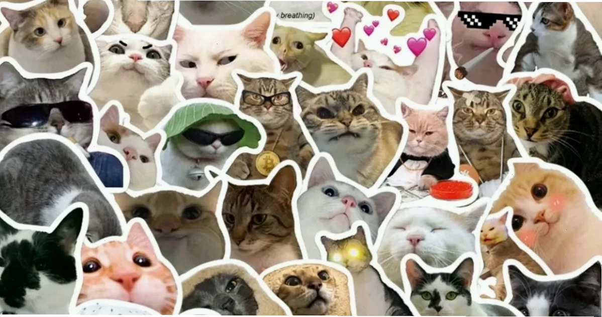 ảnh meme mèo cute thể dục ảnh meme mèo cute đang tập thể dục