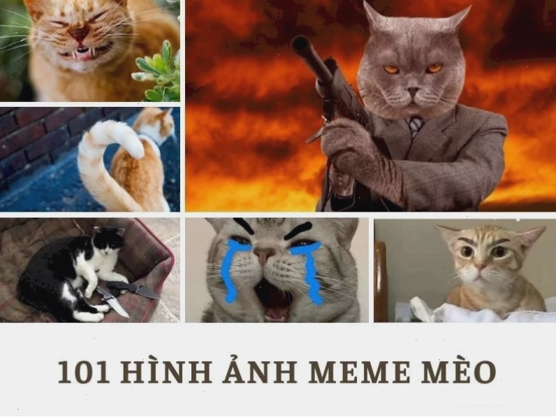 ảnh meme mèo cute đi dạo ảnh meme mèo cute đi dạo