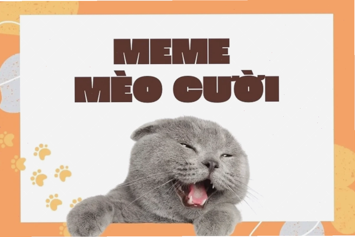 ảnh meme mèo cute giận dỗi ảnh meme mèo cute giận dỗi