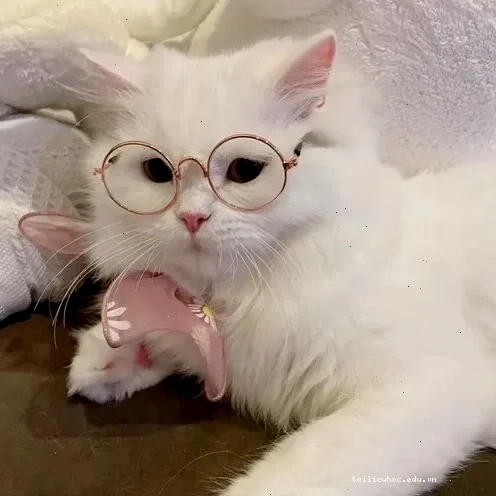 ảnh meme mèo cute ngơ ngác ảnh meme mèo cute một chú mèo với khuôn mặt ngơ ngác