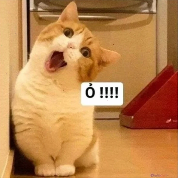ảnh meme mèo cute ngáp ảnh meme mèo cute ngáp ngủ