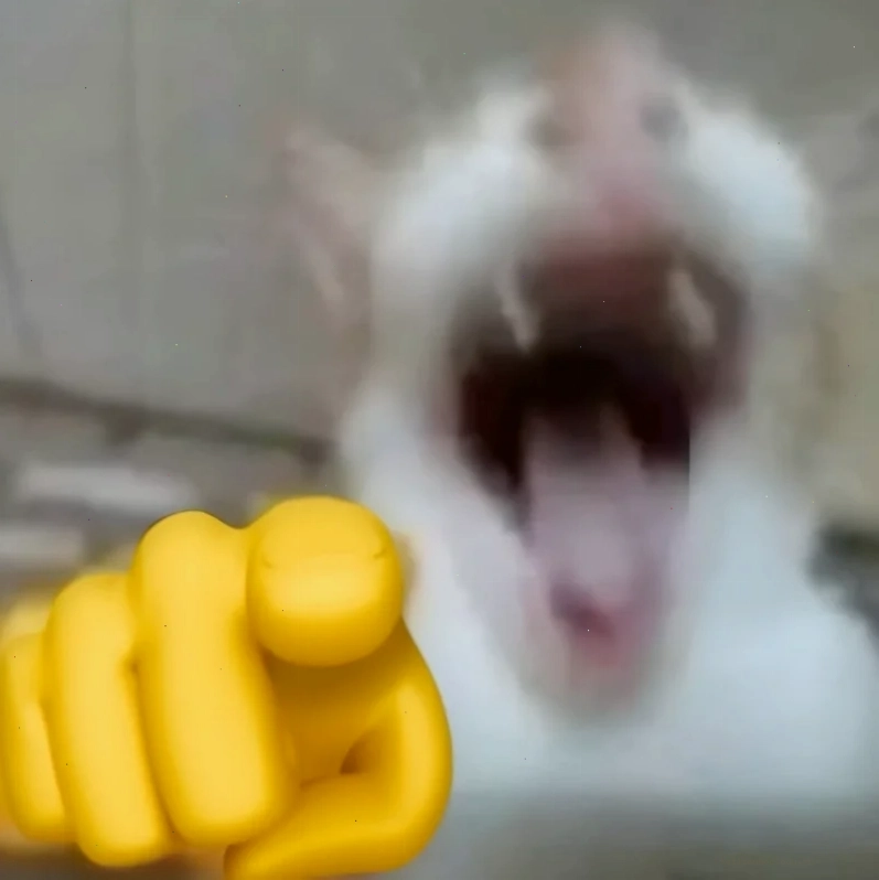 ảnh meme mèo cute ngơ ngác ảnh meme mèo cute ngơ ngác