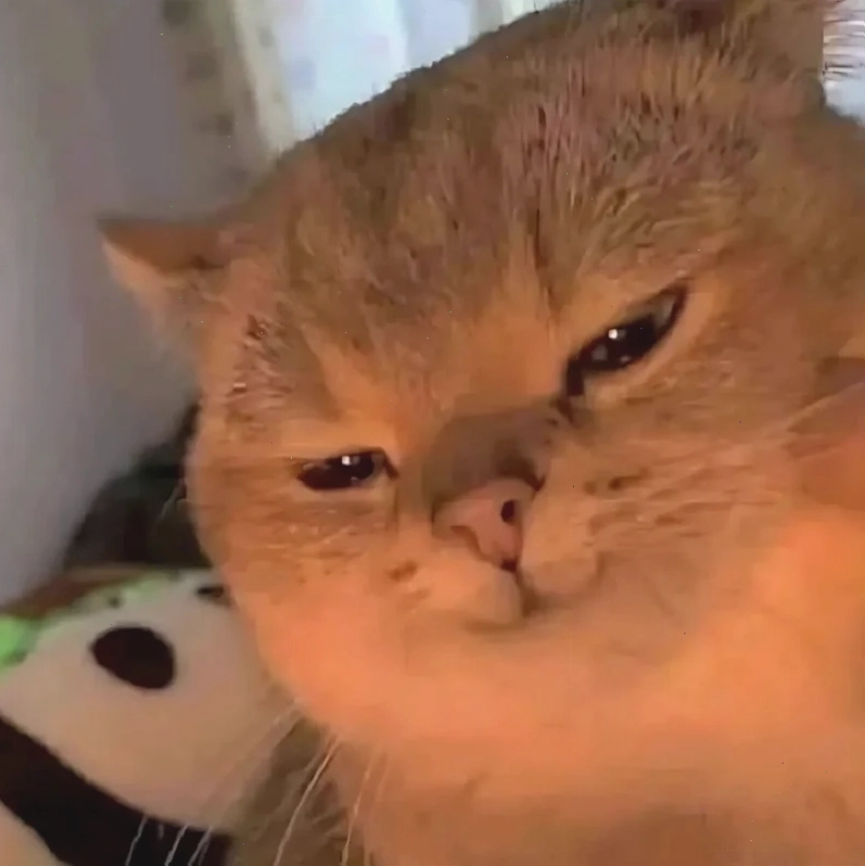 ảnh meme mèo cute nhảy múa ảnh meme mèo cute nhảy múa