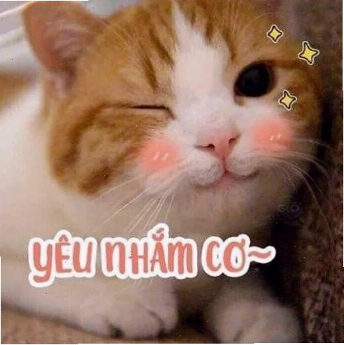 ảnh meme mèo cute nhìn chằm chằm ảnh meme mèo cute nhìn chằm chằm