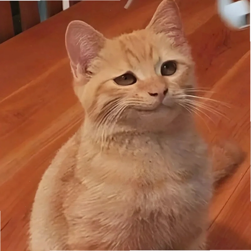 ảnh meme mèo cute ôm gối ảnh meme mèo cute ôm gối