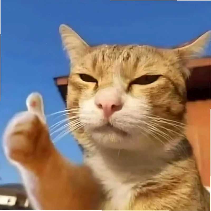 ảnh meme mèo cute siêu nhân ảnh meme mèo cute siêu nhân