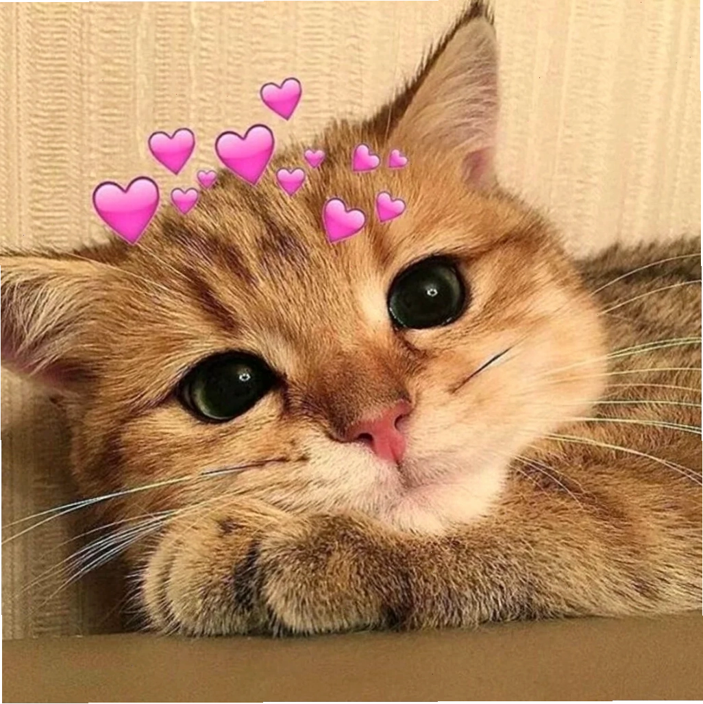ảnh meme mèo cute trong hộp ảnh meme mèo cute trong hộp