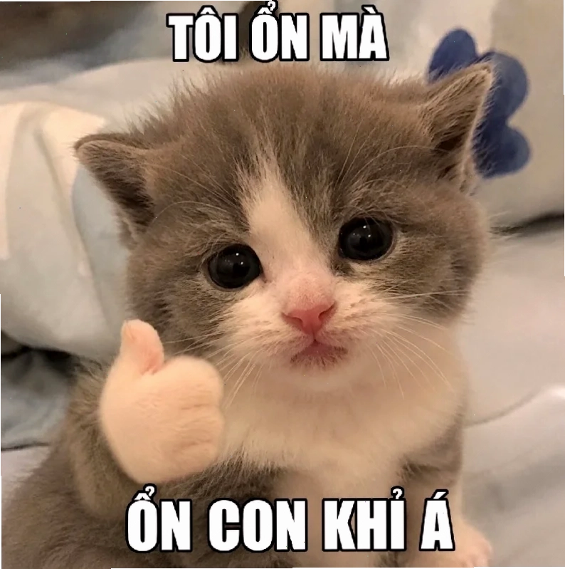 ảnh meme mèo cute uống trà ảnh meme mèo cute uống trà