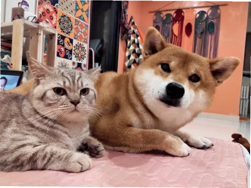 ảnh meme mèo cute hoa ảnh meme mèo cute với hoa