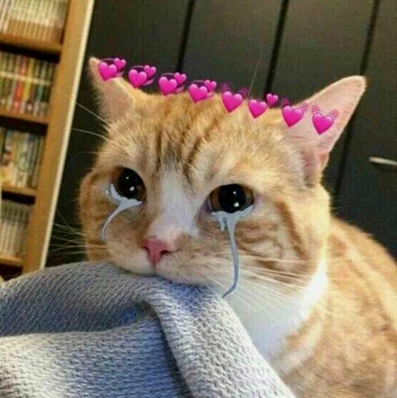 Mèo cửa sổ ảnh meme mèo khóc bên cửa sổ