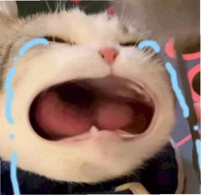 Mèo cầm điện thoại ảnh meme mèo khóc cầm điện thoại