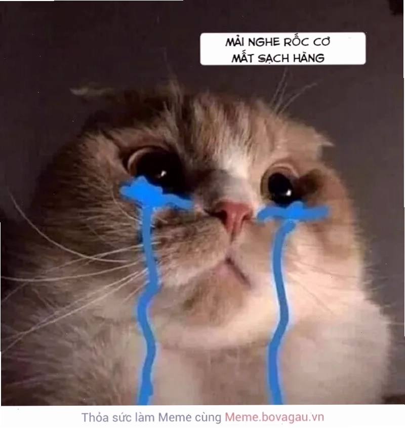 Mèo đội mũ khóc ảnh meme mèo khóc đội mũ