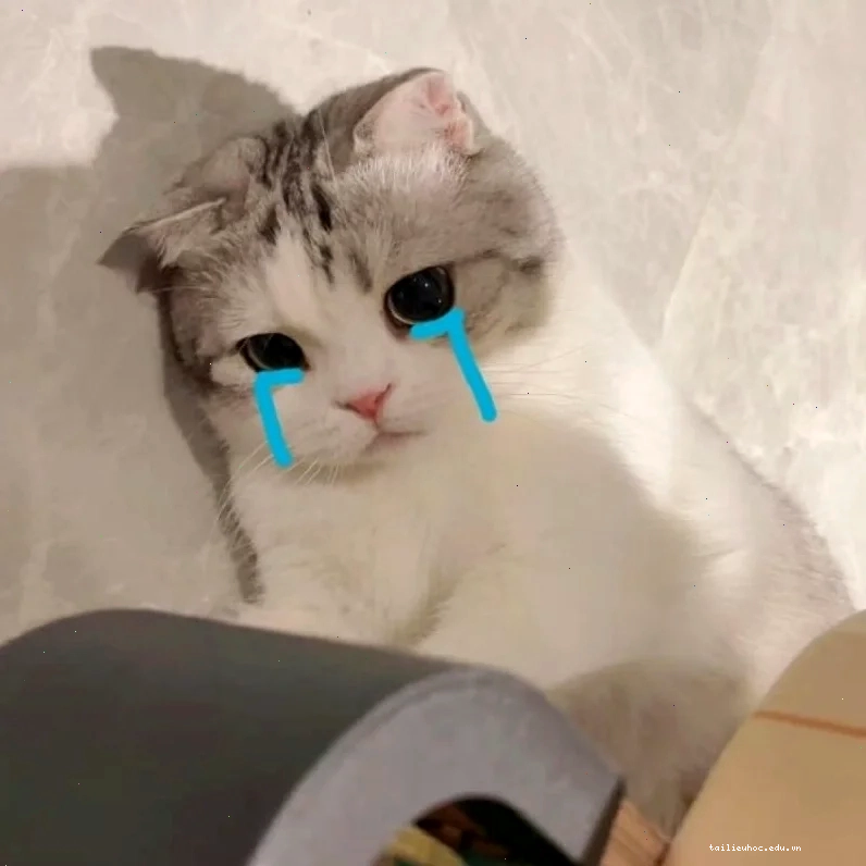 Mèo dưới mưa ảnh meme mèo khóc dưới mưa