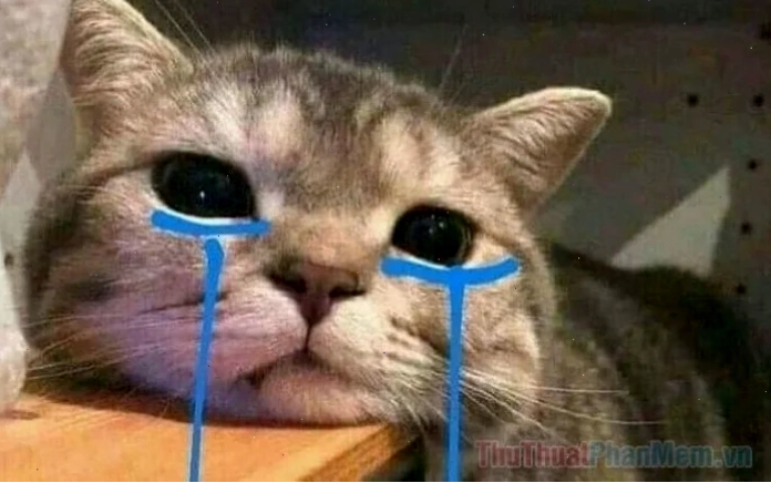 Mèo khóc ăn ảnh meme mèo khóc khi ăn