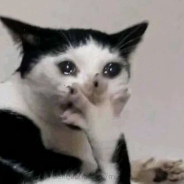 Mèo khóc màu ảnh meme mèo khóc nhiều màu