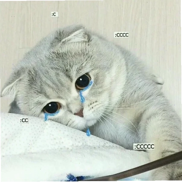 Mèo khóc thét ảnh meme mèo khóc thét