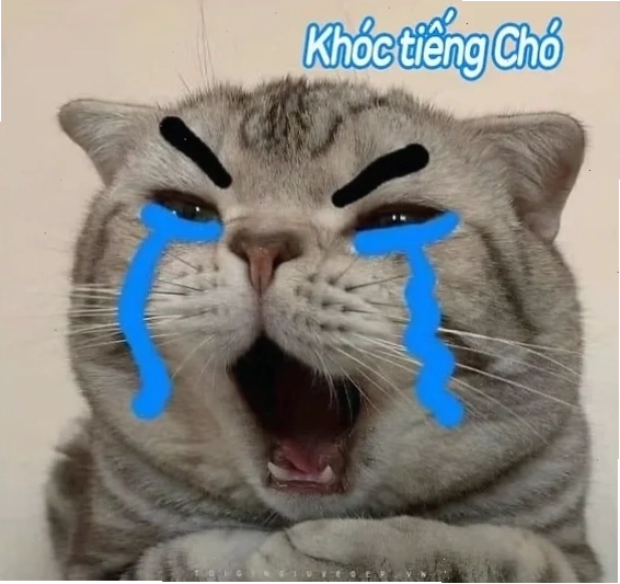 Mèo khóc tổng hợp ảnh meme mèo khóc tổng hợp